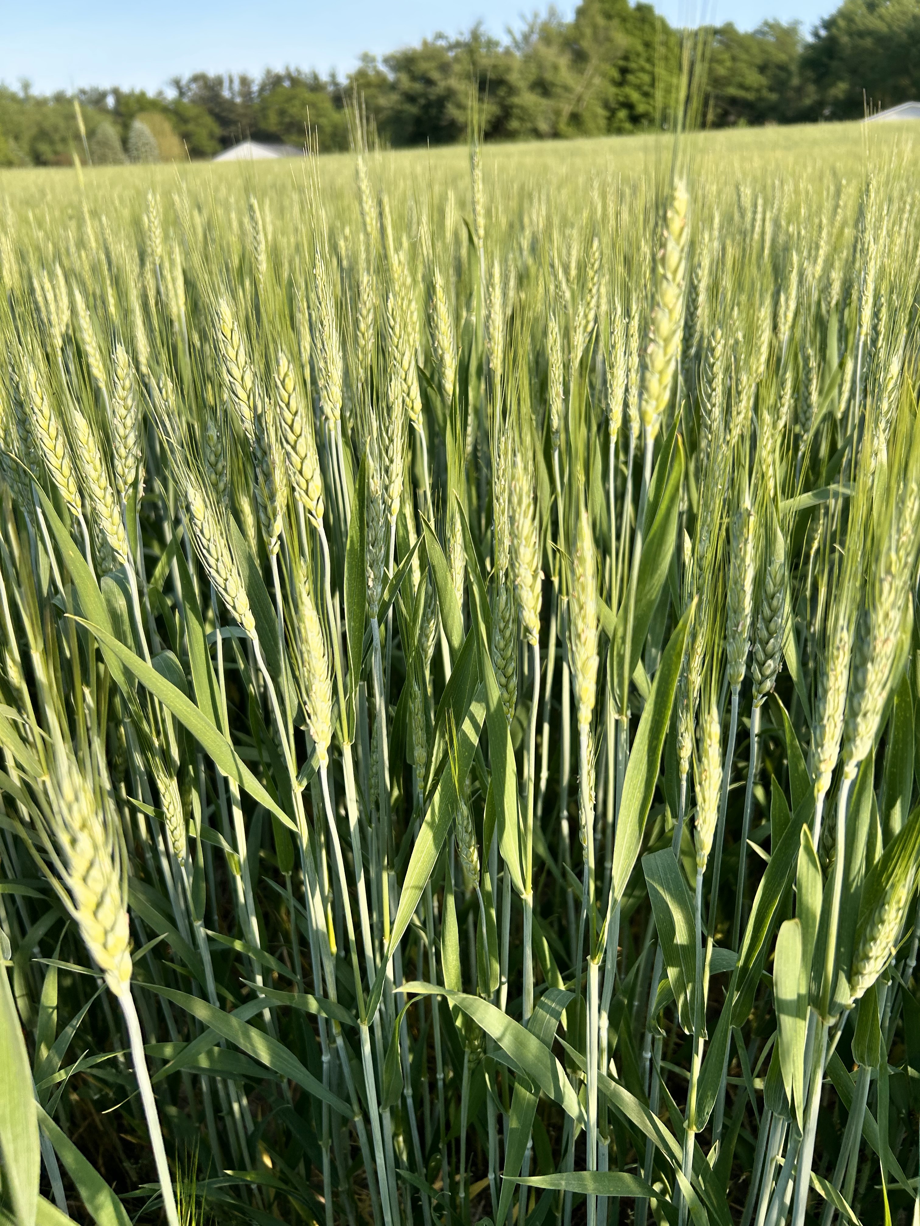 Closeup of wheat.